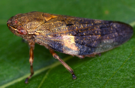 Erlen-Schaumzikade (Aphrophora alni) - © Gernot Kunz